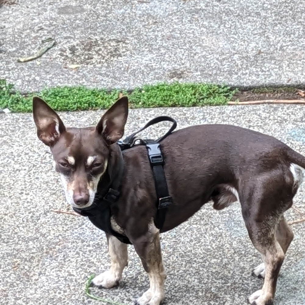 Linen Jacket - image 8